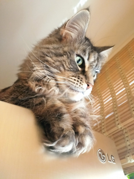 Кошки в нашей жизни. Кошки и все, что с ними связано.