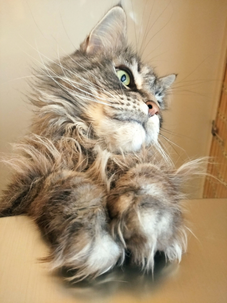 Кошки в нашей жизни. Кошки и все, что с ними связано.