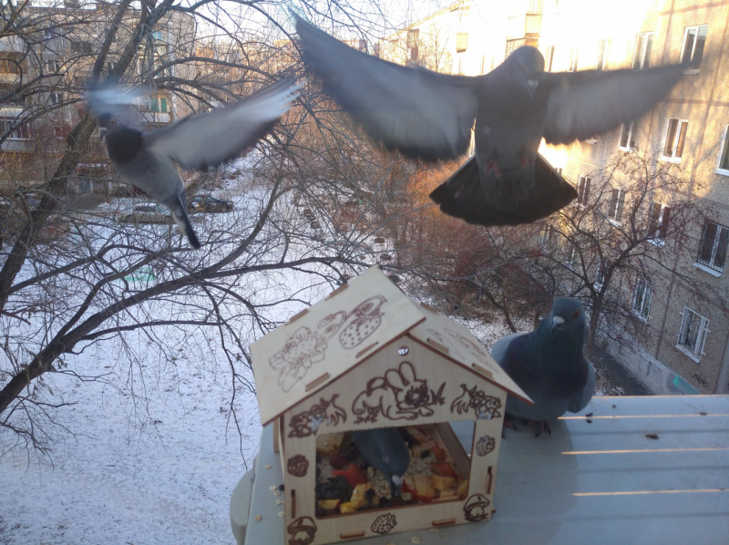 Кошки в нашей жизни. Кошки и все, что с ними связано.