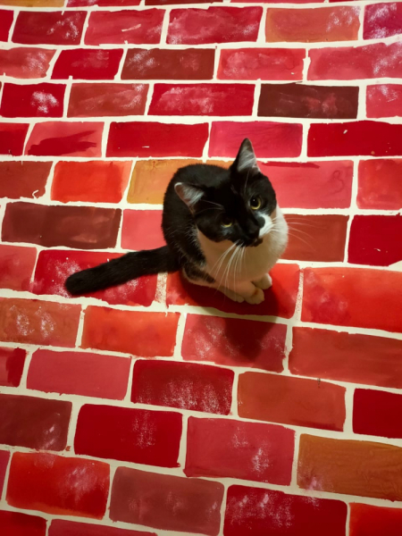 Кошки в нашей жизни. Кошки и все, что с ними связано.