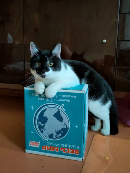 Кошки в нашей жизни. Кошки и все, что с ними связано.