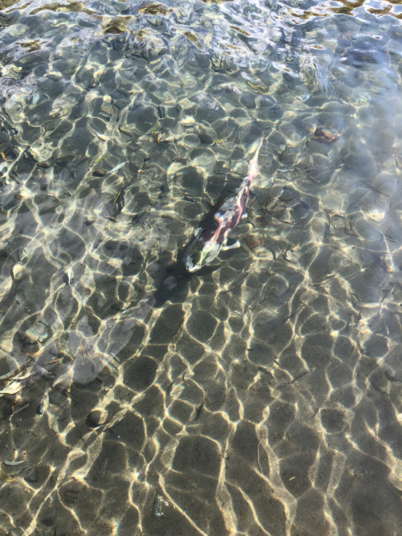 Осенняя Камчатка и заснеженный Горелый, 20-26.09.21