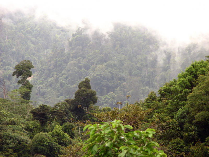 Две фотобиологические поездки по штату Саравак на Борнео и парк Мулу