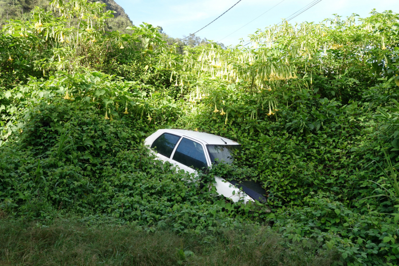 Маврикий умер (ковид), да здравствует Реюньон! Вместо пляжа лезем в горы