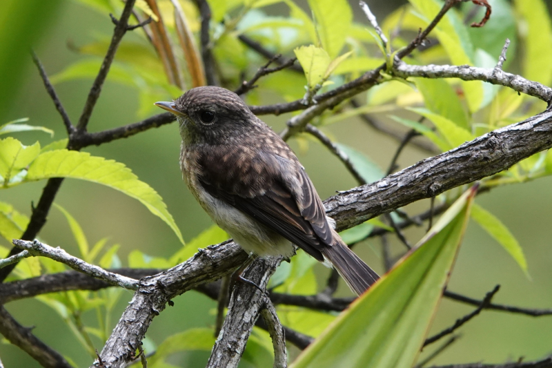 Маврикий умер (ковид), да здравствует Реюньон! Вместо пляжа лезем в горы