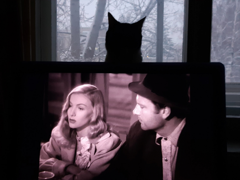 Кошки в нашей жизни. Кошки и все, что с ними связано.