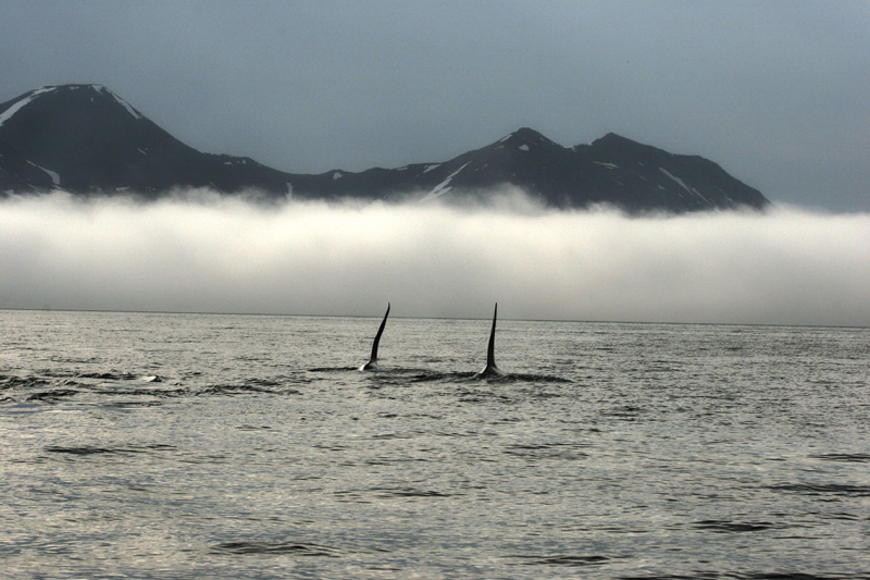 Плавание на Командоры и немного Камчатки, август 2006