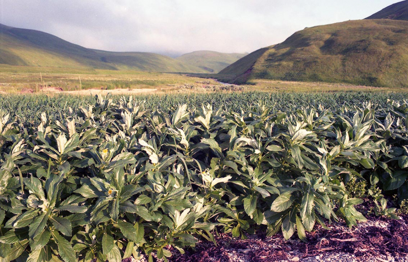 Плавание на Командоры и немного Камчатки, август 2006