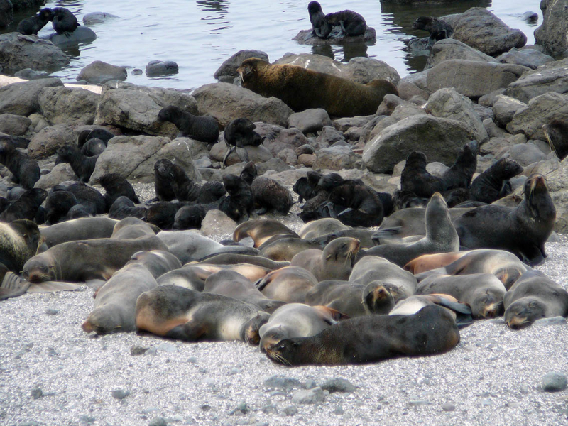 Плавание на Командоры и немного Камчатки, август 2006