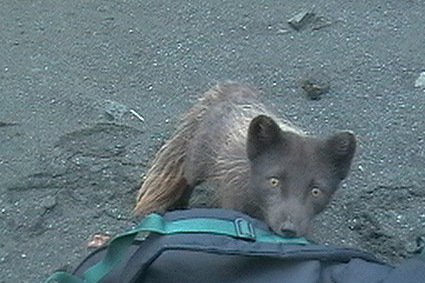 Плавание на Командоры и немного Камчатки, август 2006