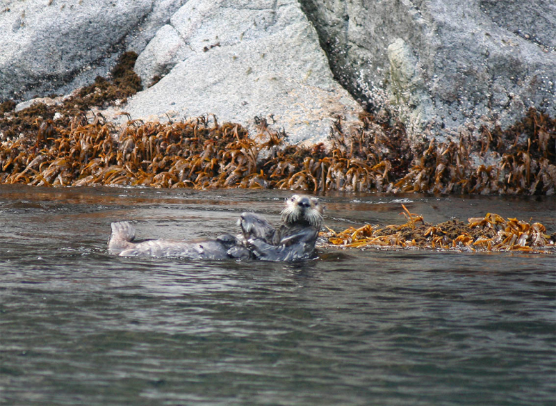 Плавание на Командоры и немного Камчатки, август 2006