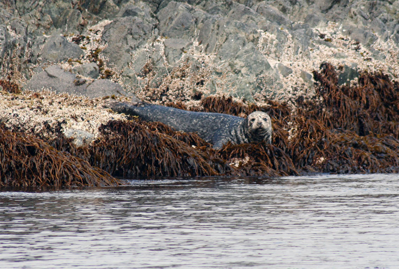 Плавание на Командоры и немного Камчатки, август 2006