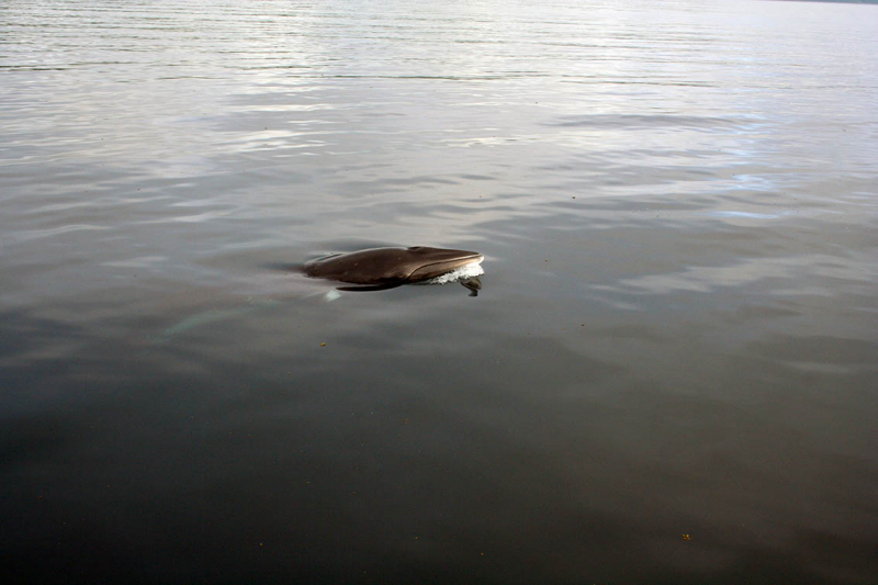 Плавание на Командоры и немного Камчатки, август 2006