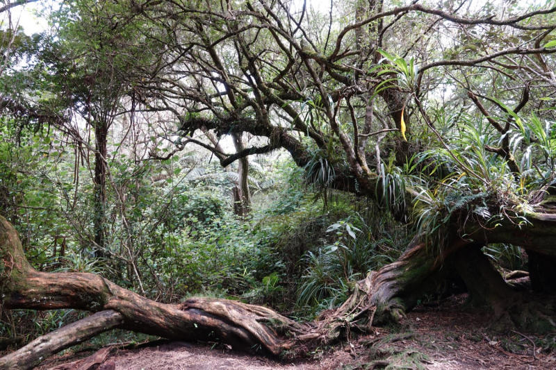 Маврикий умер (ковид), да здравствует Реюньон! Вместо пляжа лезем в горы