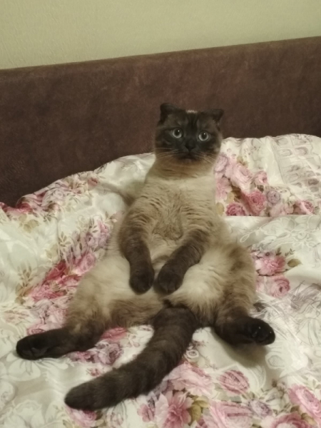 Кошки в нашей жизни. Кошки и все, что с ними связано.