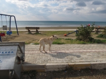 Турция: зимний довесок.