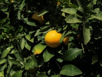 Турция: зимний довесок.