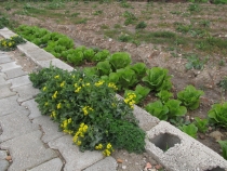 Турция: зимний довесок.