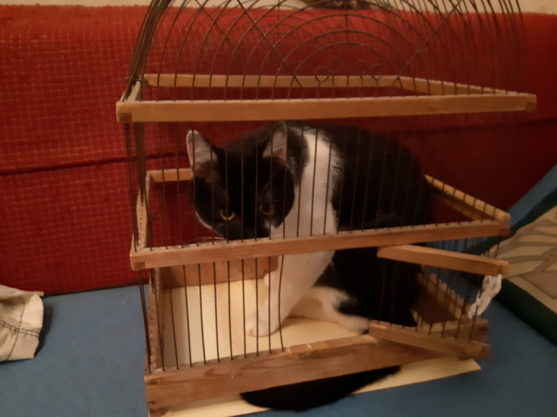 Кошки в нашей жизни. Кошки и все, что с ними связано.