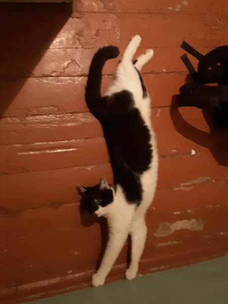 Кошки в нашей жизни. Кошки и все, что с ними связано.