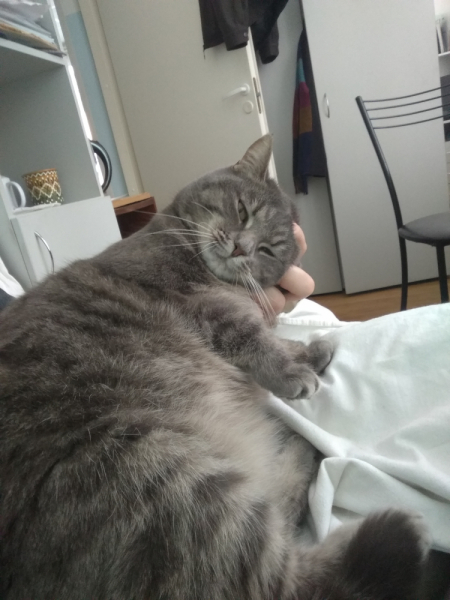 Кошки в нашей жизни. Кошки и все, что с ними связано.