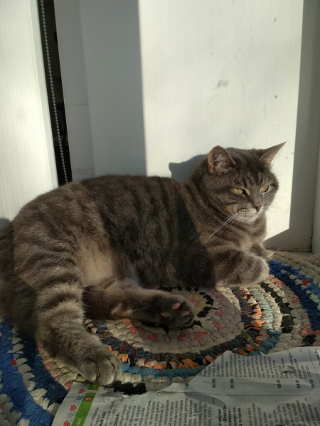 Кошки в нашей жизни. Кошки и все, что с ними связано.