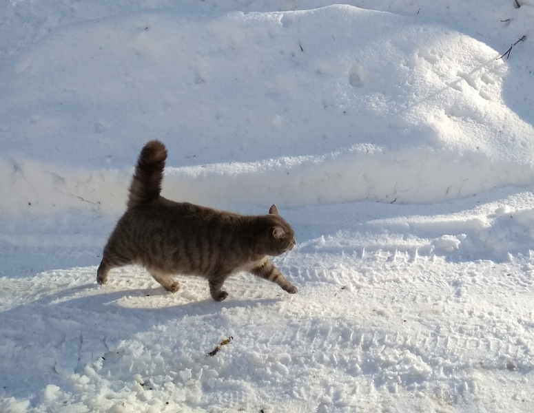 Кошки в нашей жизни. Кошки и все, что с ними связано.