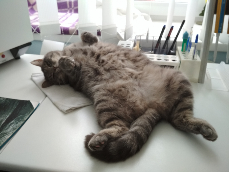 Кошки в нашей жизни. Кошки и все, что с ними связано.