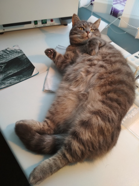 Кошки в нашей жизни. Кошки и все, что с ними связано.