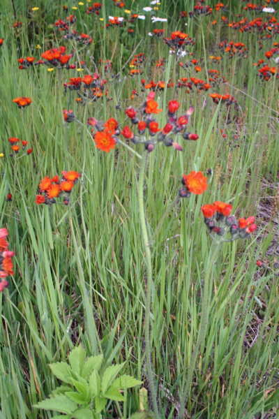 Плавание по Южным Курилам и немного Сахалина в июле 2008