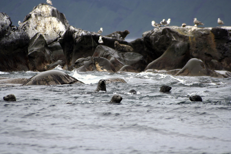 Плавание по Южным Курилам и немного Сахалина в июле 2008