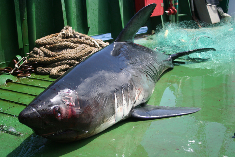 Плавание по Южным Курилам и немного Сахалина в июле 2008