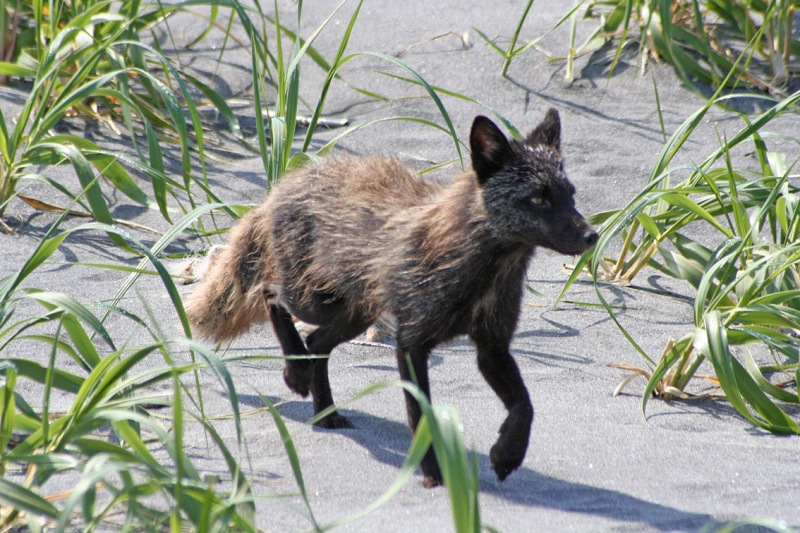 Плавание по Южным Курилам и немного Сахалина в июле 2008