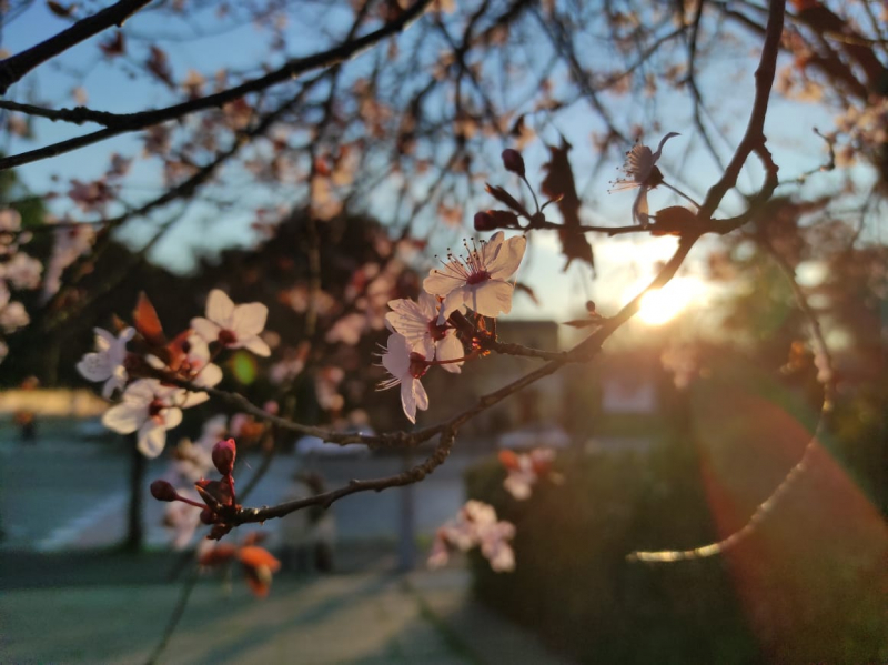 La mia vita. Римские записки, дневник онлайн