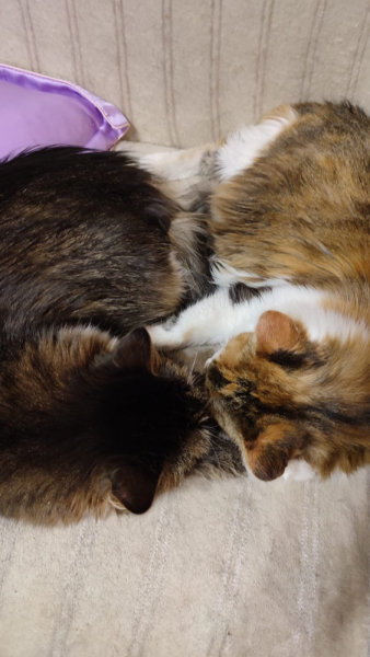 Кошки в нашей жизни. Кошки и все, что с ними связано.