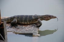 Очередной отзыв про королевство Таиланд (конкретика и эмоции)   25.01-18.02.2012