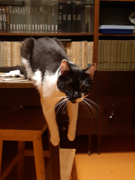 Кошки в нашей жизни. Кошки и все, что с ними связано.