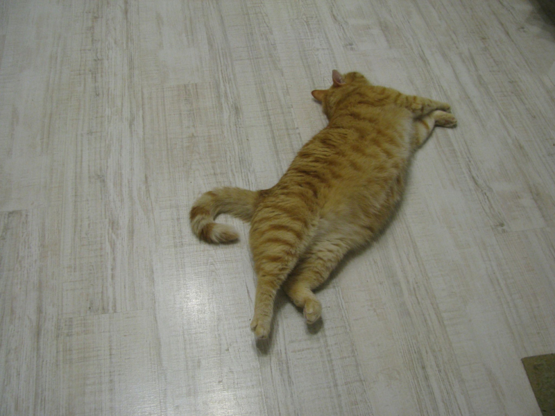 Кошки в нашей жизни. Кошки и все, что с ними связано.