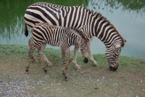 Очередной отзыв про королевство Таиланд (конкретика и эмоции)   25.01-18.02.2012