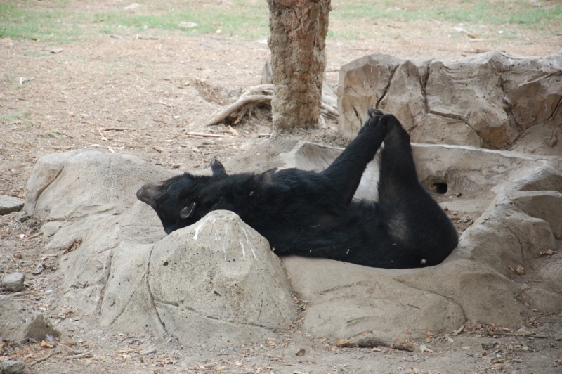 Очередной отзыв про королевство Таиланд (конкретика и эмоции)   25.01-18.02.2012