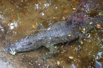 Очередной отзыв про королевство Таиланд (конкретика и эмоции)   25.01-18.02.2012