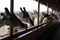 Очередной отзыв про королевство Таиланд (конкретика и эмоции)   25.01-18.02.2012