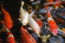 Очередной отзыв про королевство Таиланд (конкретика и эмоции)   25.01-18.02.2012