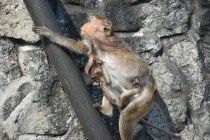 Очередной отзыв про королевство Таиланд (конкретика и эмоции)   25.01-18.02.2012