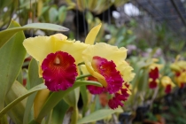 Очередной отзыв про королевство Таиланд (конкретика и эмоции)   25.01-18.02.2012