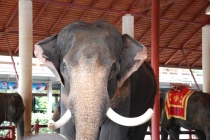 Очередной отзыв про королевство Таиланд (конкретика и эмоции)   25.01-18.02.2012