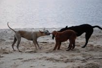 Очередной отзыв про королевство Таиланд (конкретика и эмоции)   25.01-18.02.2012