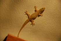 Очередной отзыв про королевство Таиланд (конкретика и эмоции)   25.01-18.02.2012