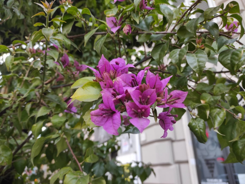 La mia vita. Римские записки, дневник онлайн