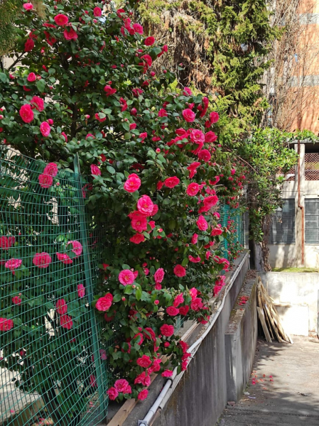 La mia vita. Римские записки, дневник онлайн